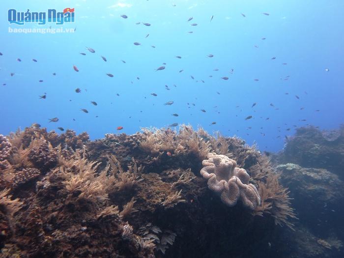 Đảo Bé được biết đến là nơi có những rặng san hô tuyệt đẹp.