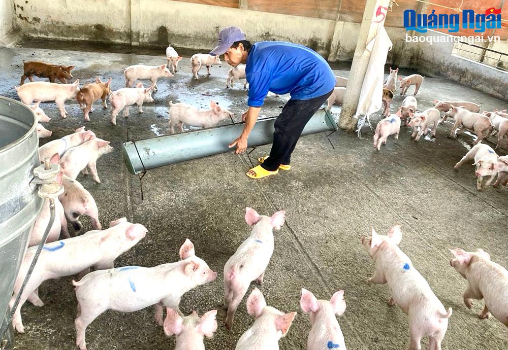 Xã Bình An (Bình Sơn): Phát triển chăn nuôi tập trung