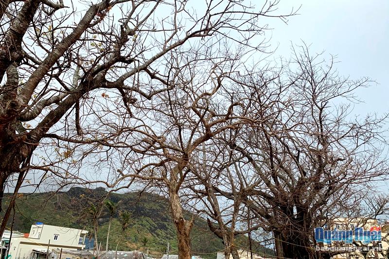 Video: Khó khăn khôi phục cây xanh sau bão trên đảo tiền tiêu