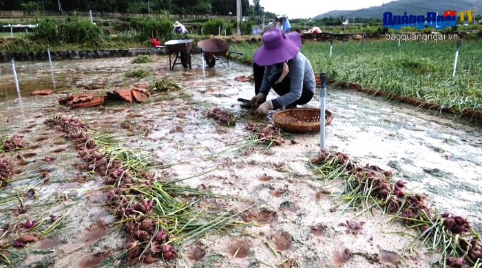 Video: Nông dân Lý Sơn mất trắng vụ hành mùa