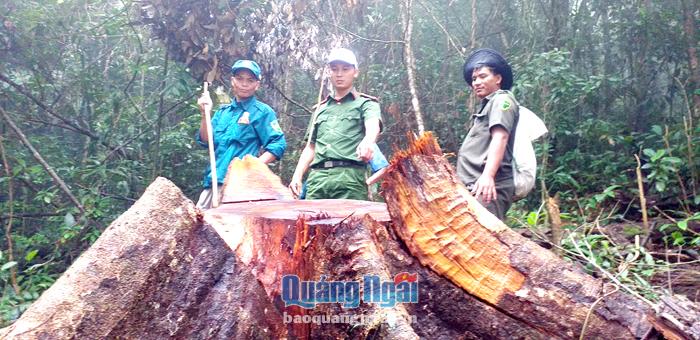 Trà Bồng: Người dân phá rừng, ngành chức năng nói khó xử lý