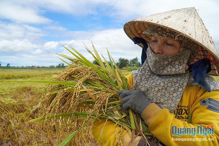 Video: Hơn 1.000 ha lúa bị thiệt hại nặng
