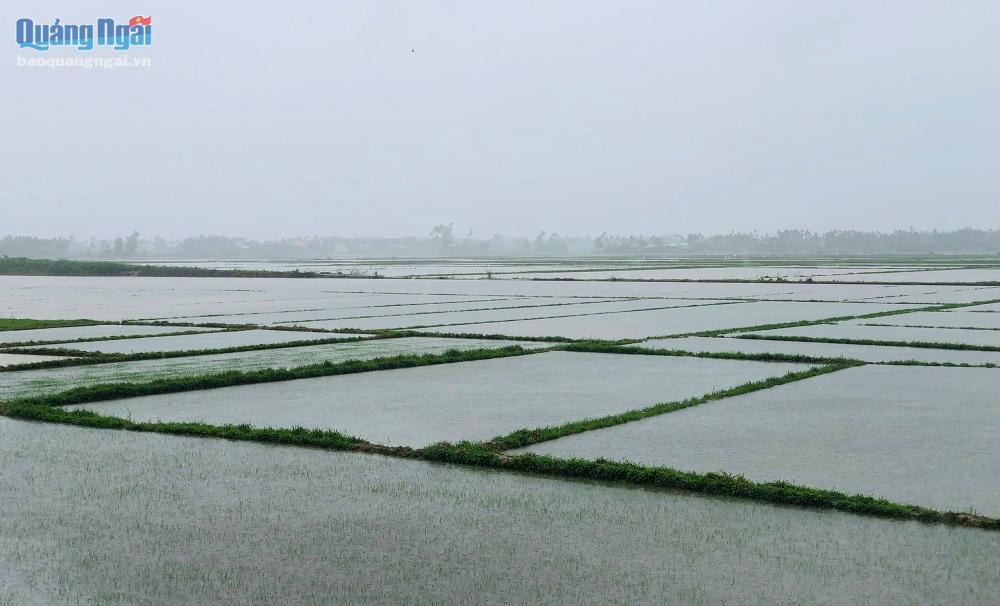 Gần 6.800 ha lúa vụ đông xuân bị thiệt hại do mưa lớn