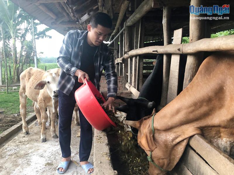 Nông dân xã Tịnh Giang (Sơn Tịnh) ứng dụng công nghệ lên men chế biến thức ăn chăn nuôi bò. Ảnh: PV