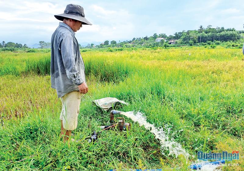 Ông Võ Đức Tiến, ở thôn Tân Phước Đông, xã Bình Minh (Bình Sơn), đóng giếng, kéo điện để bơm nước cho ruộng lúa.  Ảnh: N.Vy