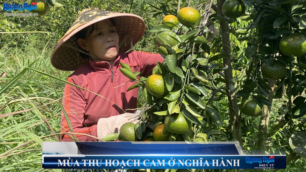 Video: Mùa thu hoạch cam ở Nghĩa Hành
